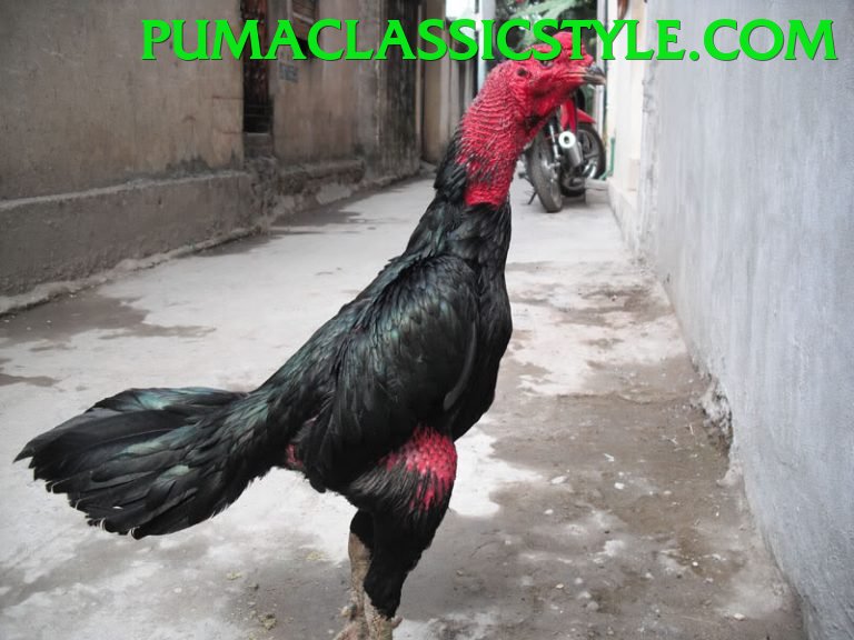 Đá Gà Trực Tiếp - Ưu đãi đặc biệt